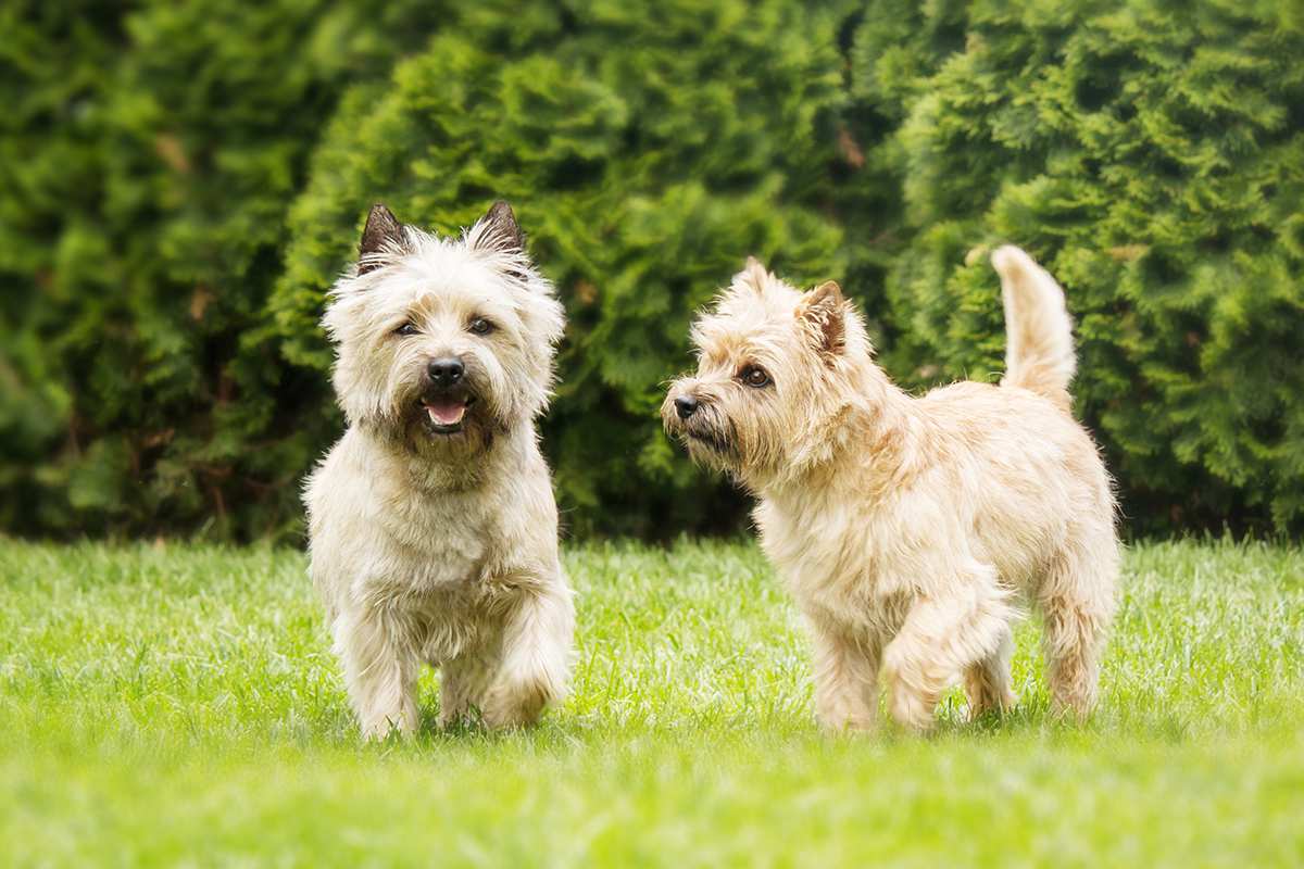 Cairn Terrier adult