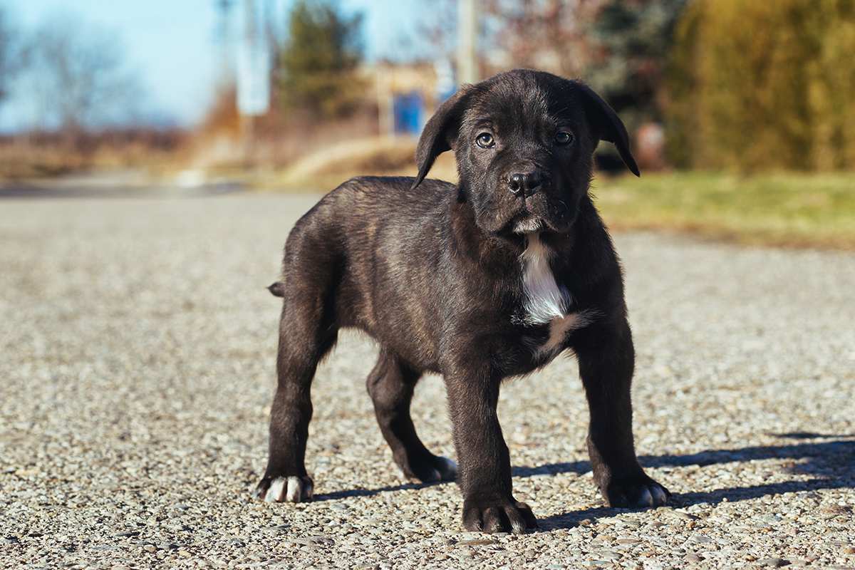 Cane Corso puppy