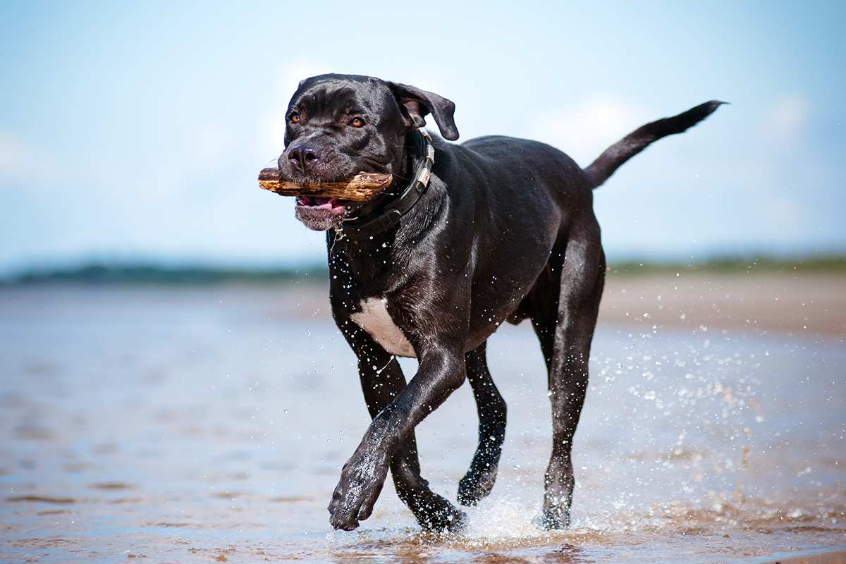 Cane Corso adult