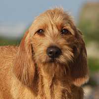 Search for dog breeds