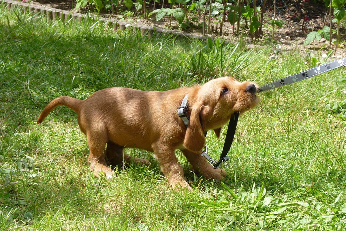 Basset Fauve De Bretagne puppy