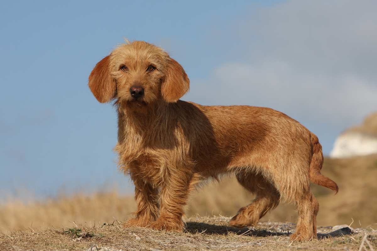 Basset Fauve De Bretagne adult