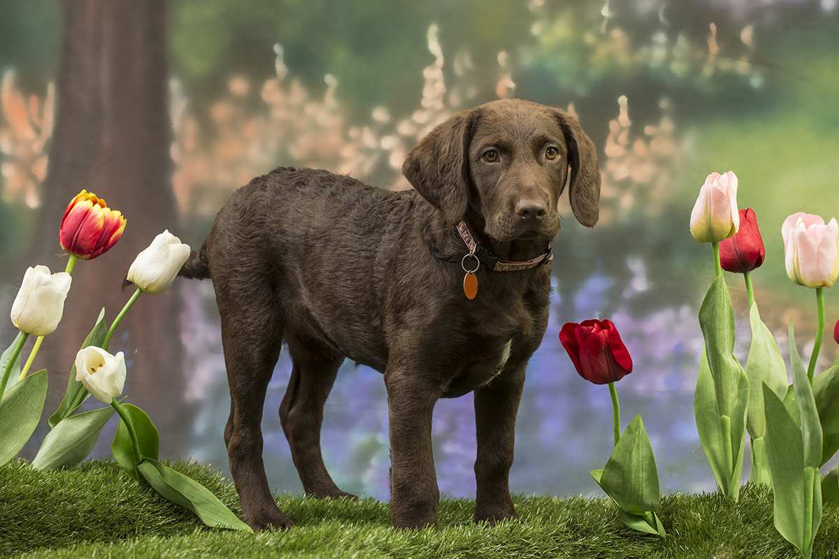 Chesapeake Bay Retriever puppy