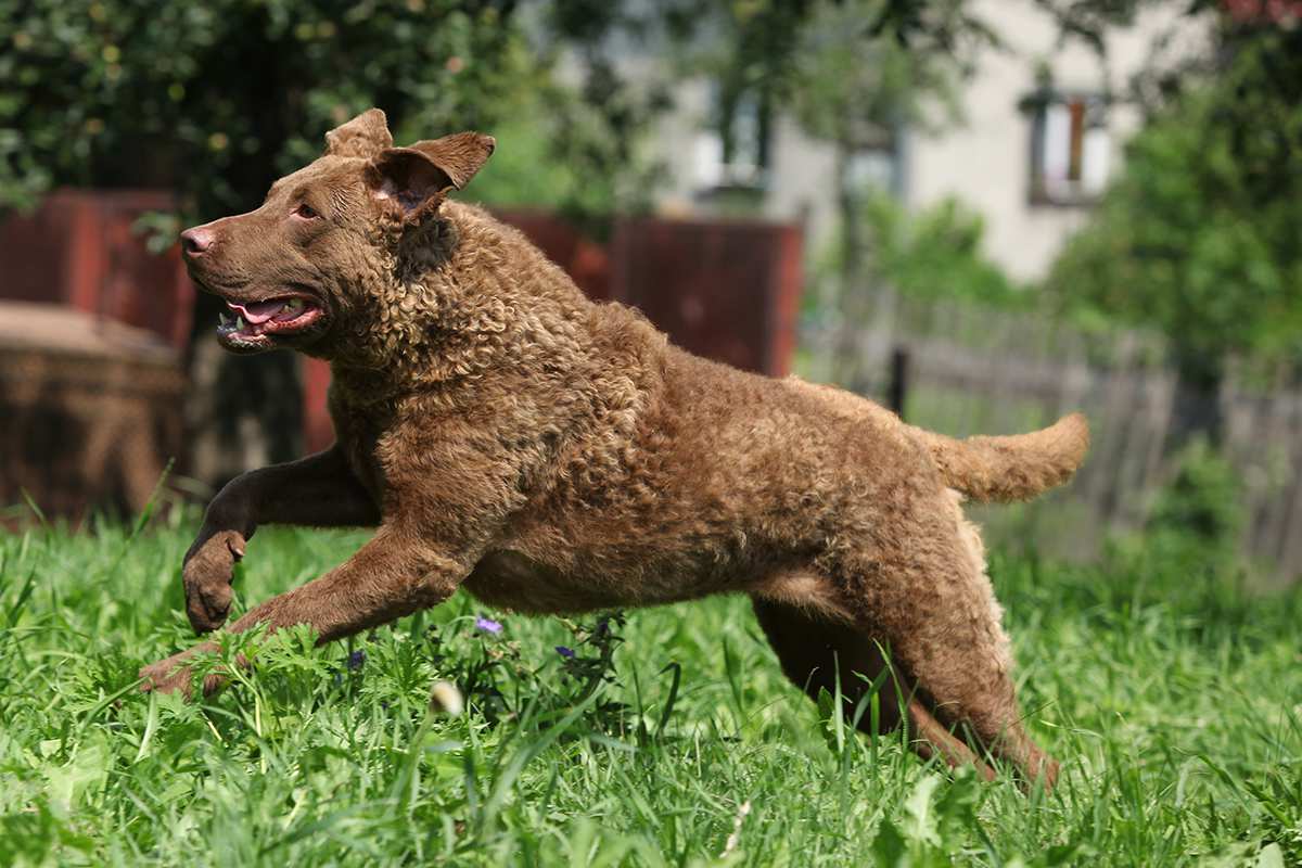 Chesapeake Bay Retriever adult