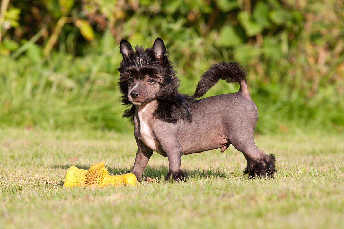 Chinese Crested puppy