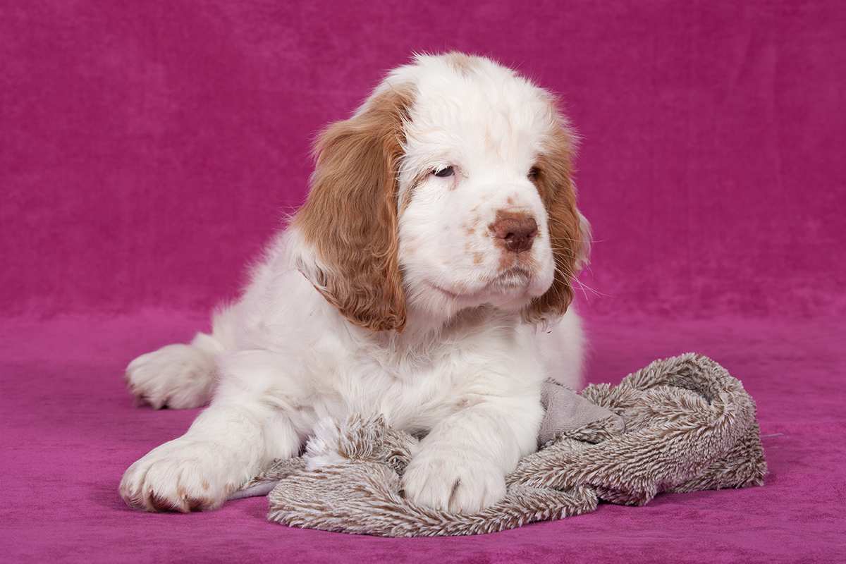 Clumber Spaniel puppy