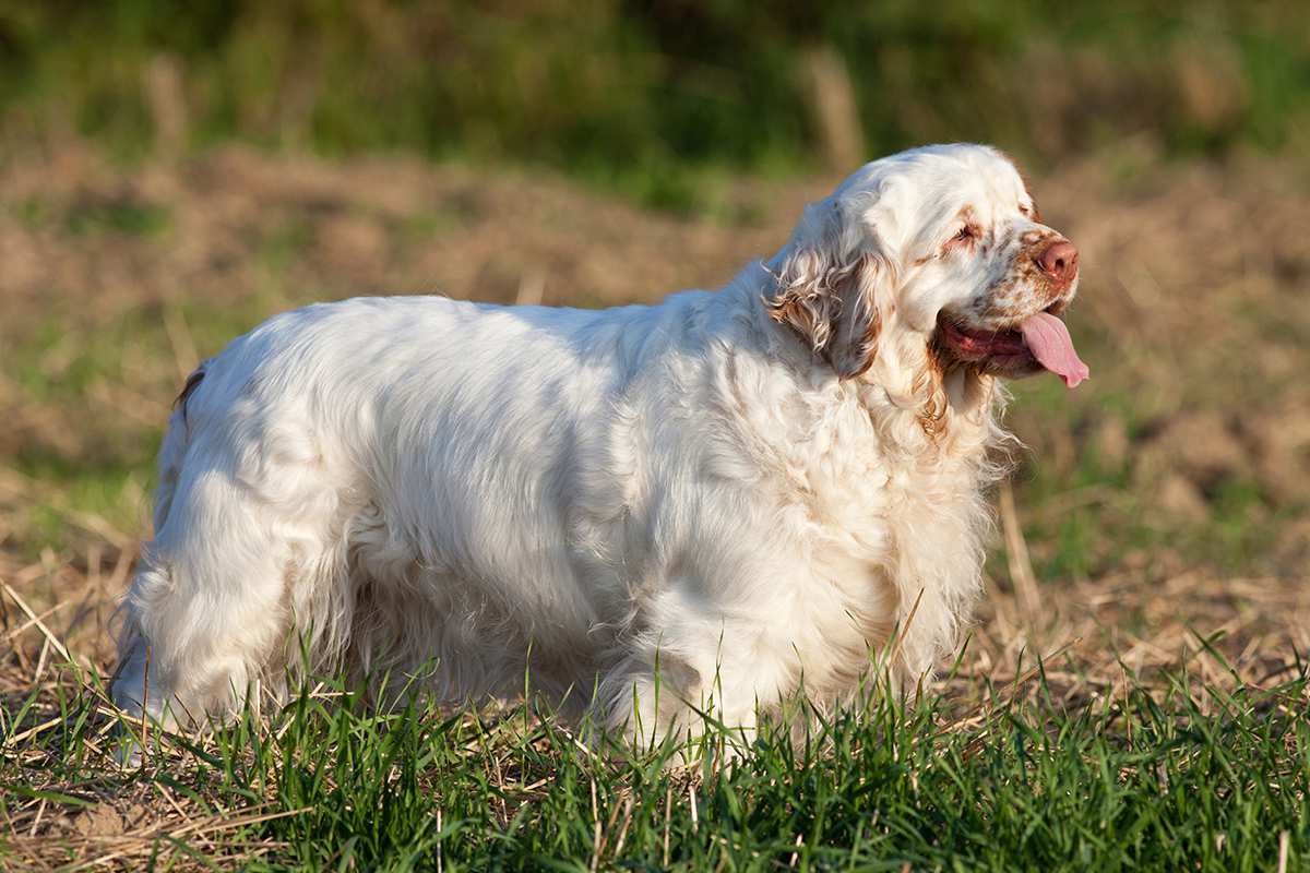 Clumber Spaniel adult