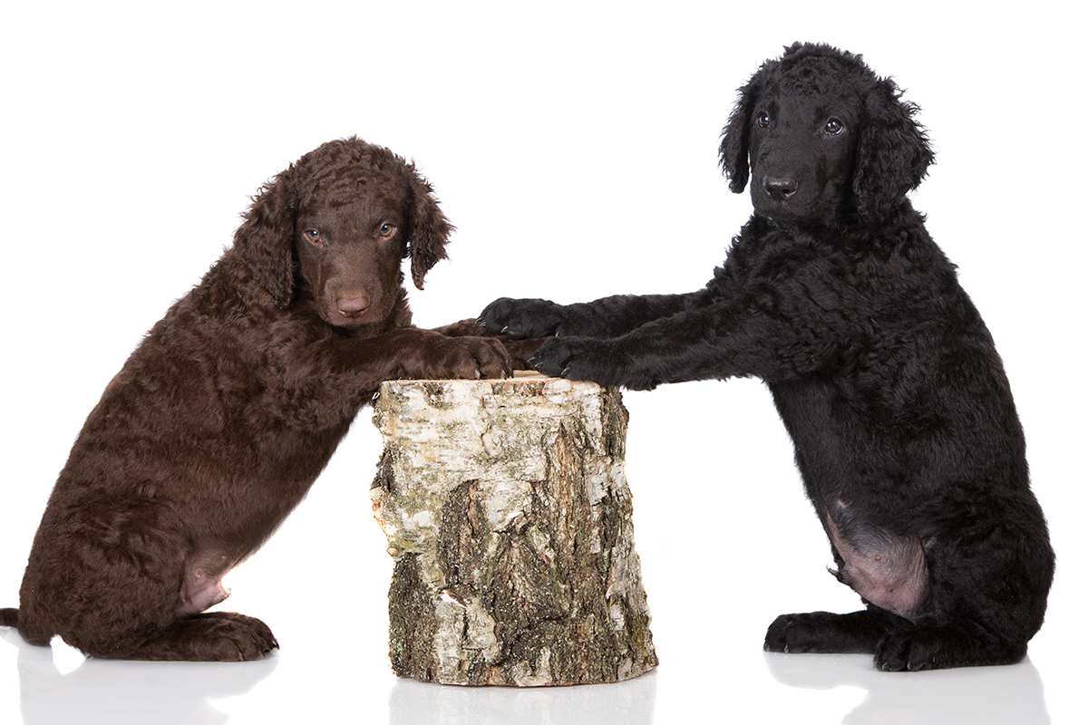 Curly Coated Retriever puppies