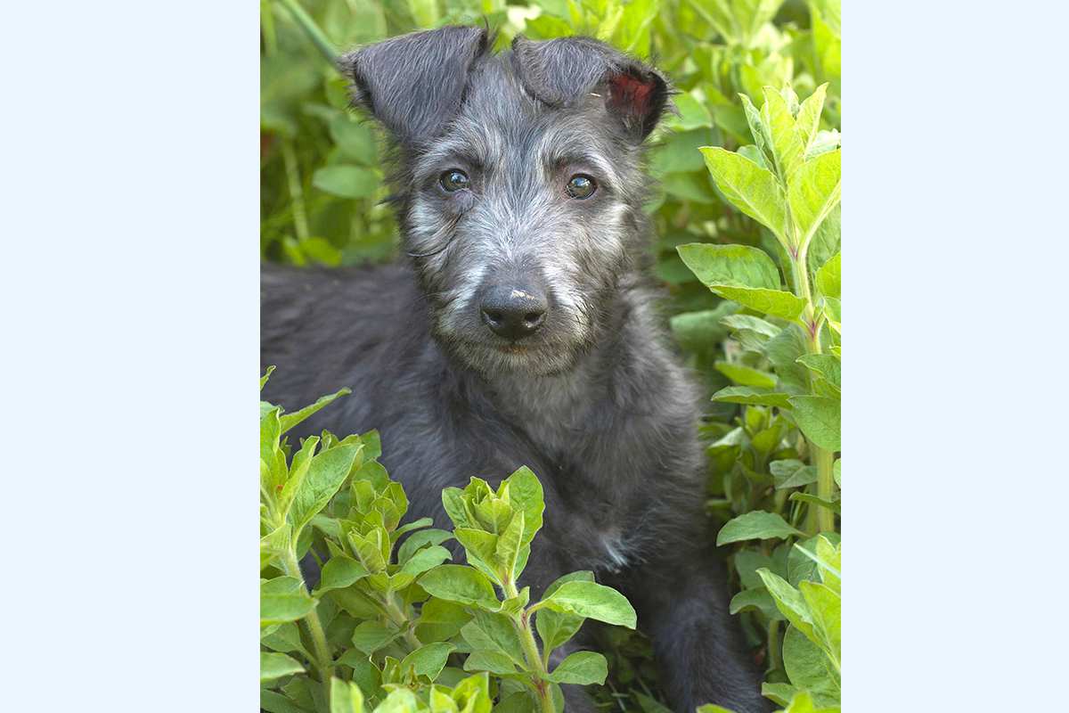 Deerhound puppy