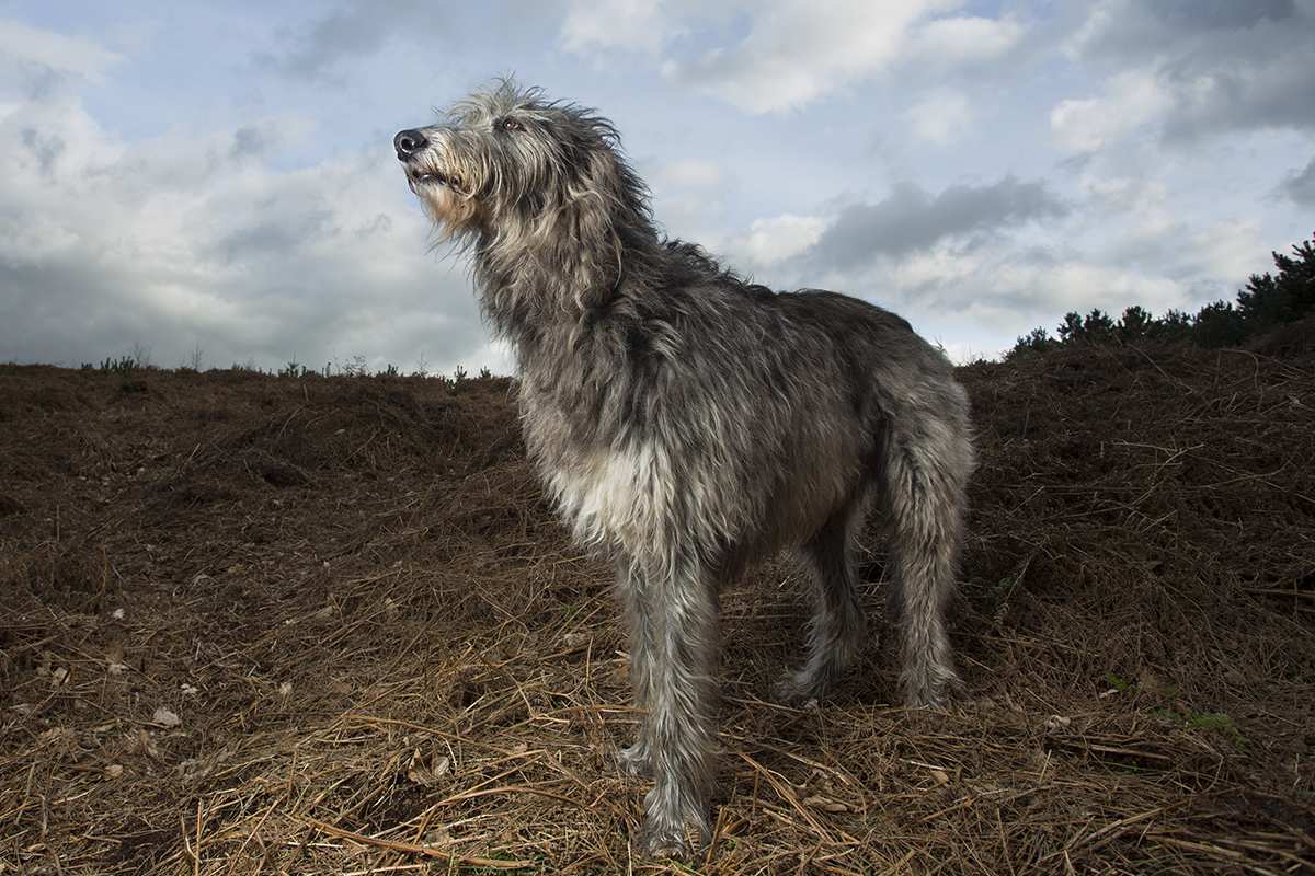 deerhound puppy