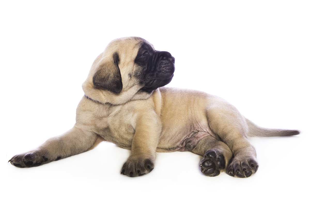 English Mastiff (Mastiff) puppy