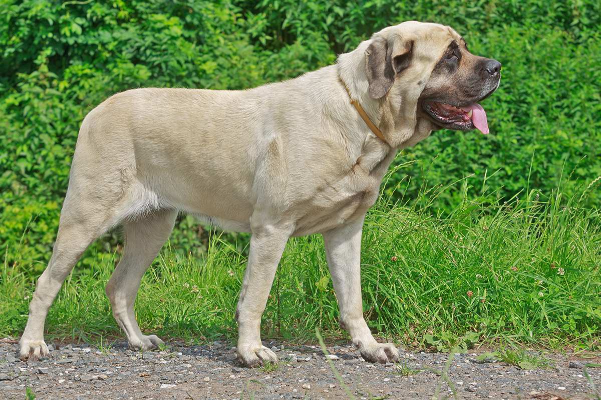 Dog Food For English Mastiff