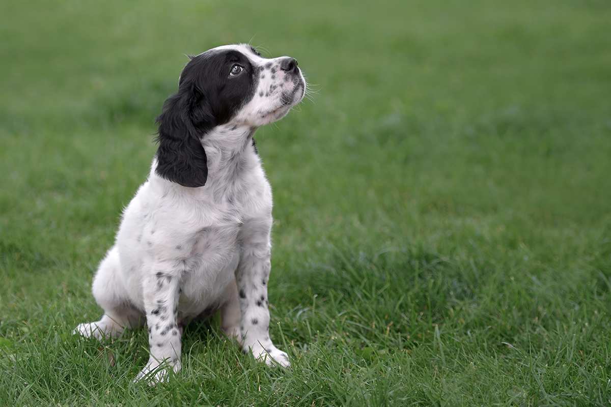 english setter puppies