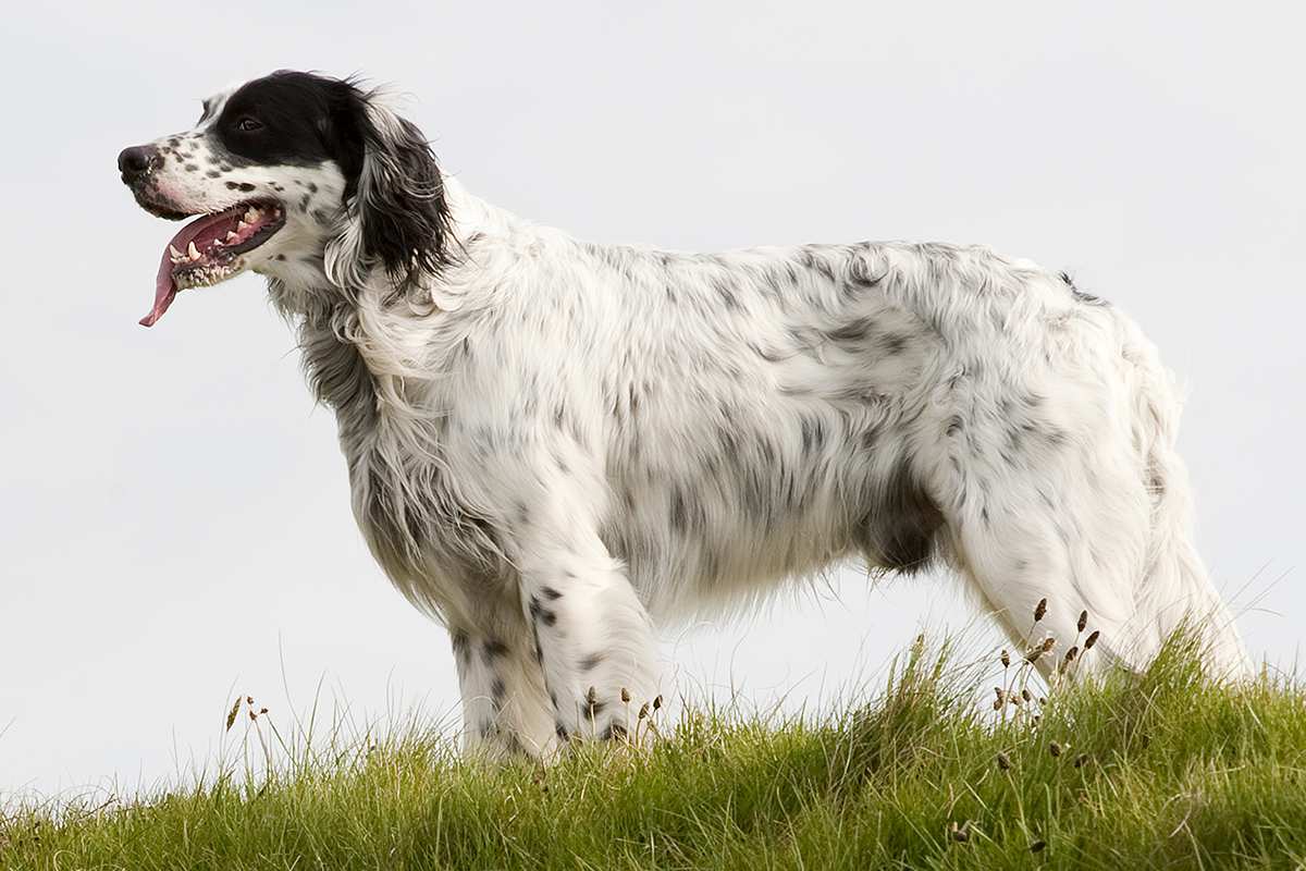 English Setter adult