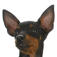 English Toy Terrier (Toy Manchester Terrier)