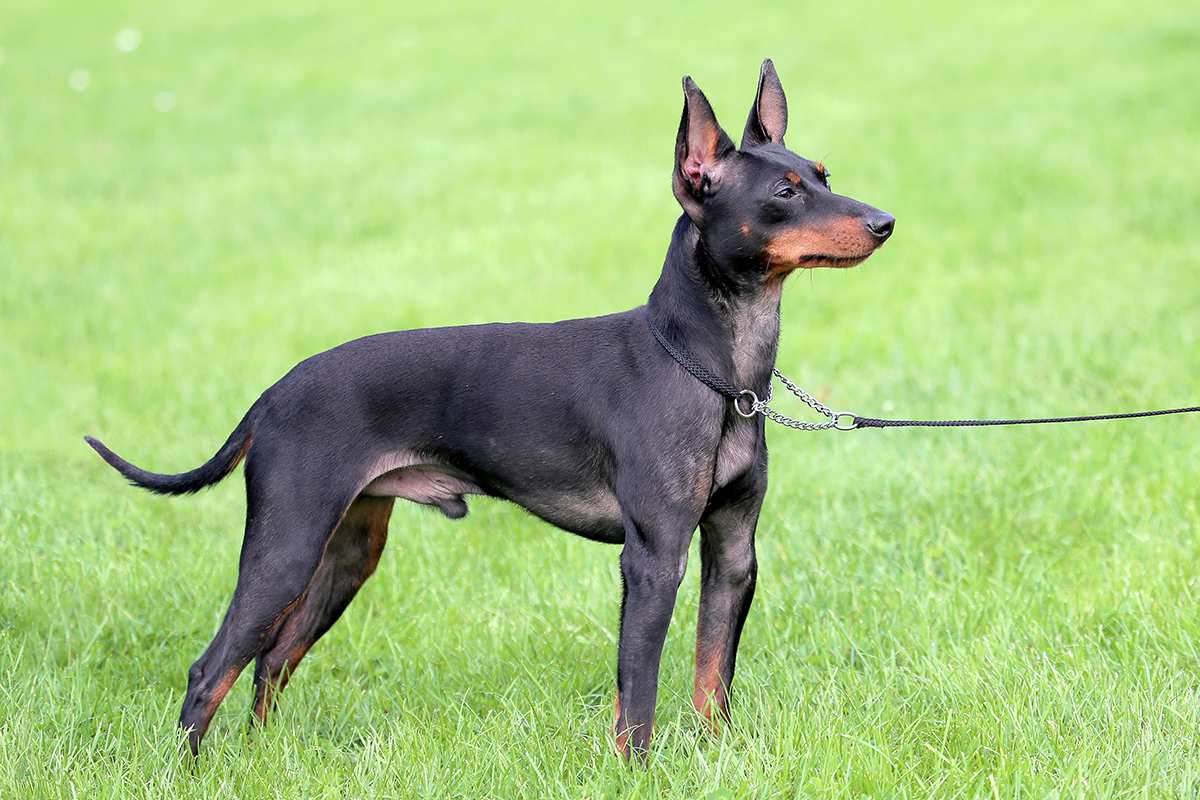 how tall is a manchester terrier