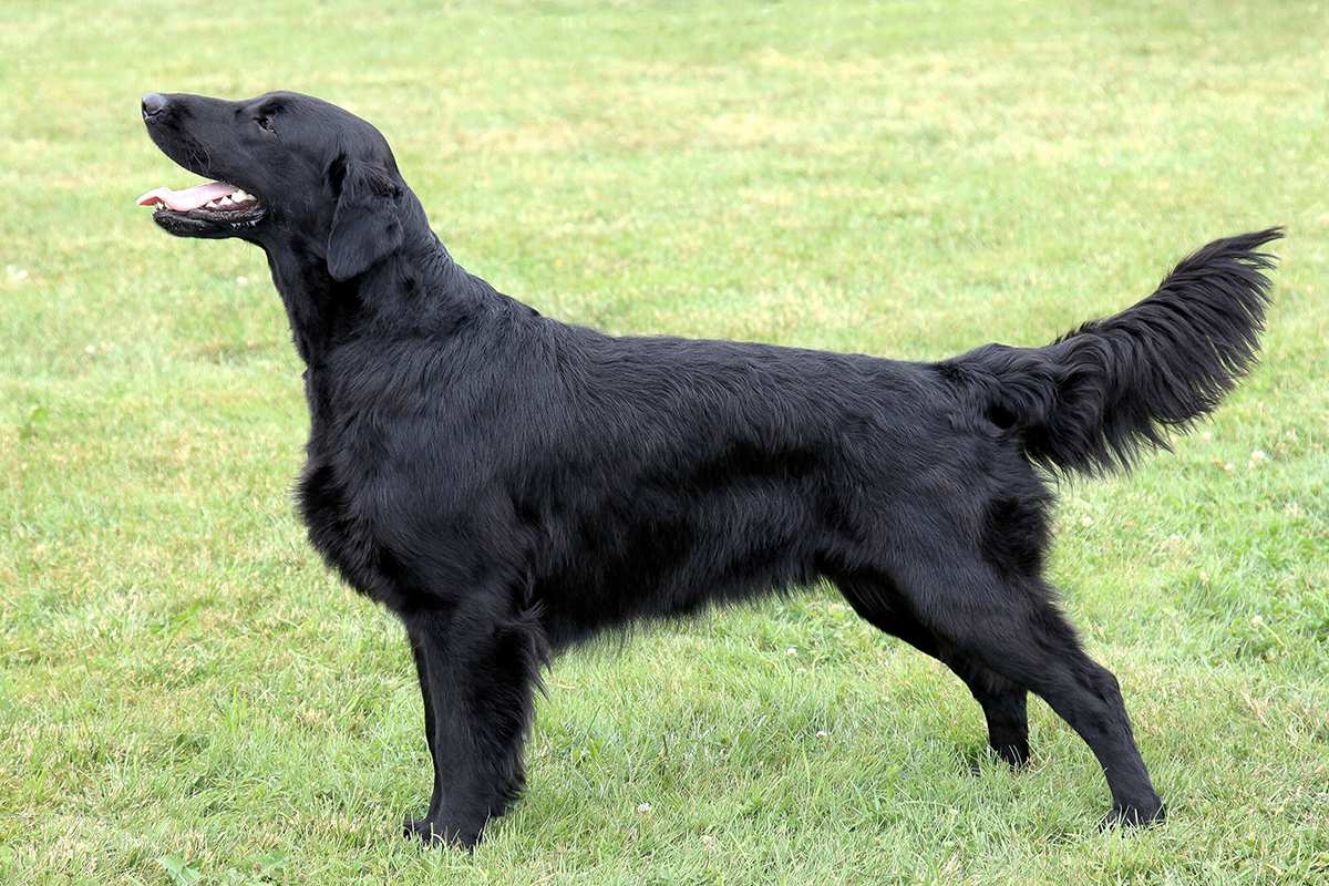 Flat Coated Retriever adult