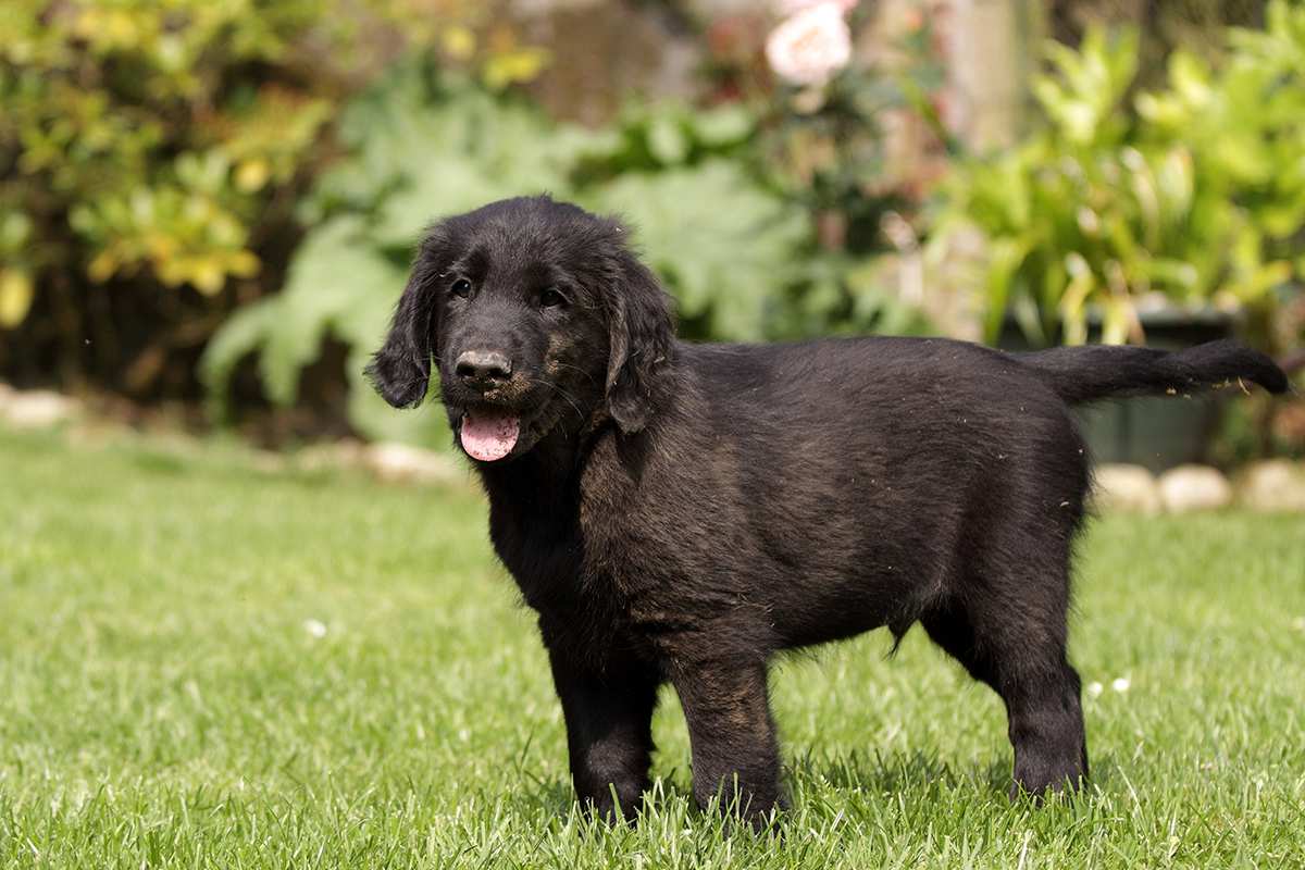 Flat Coated Retriever puppy