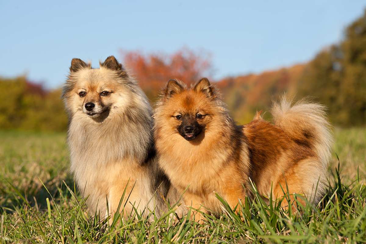 German Spitz (Mittel & Klein) adults