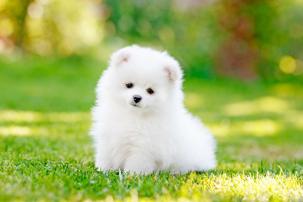 German Spitz (Mittel & Klein) puppy