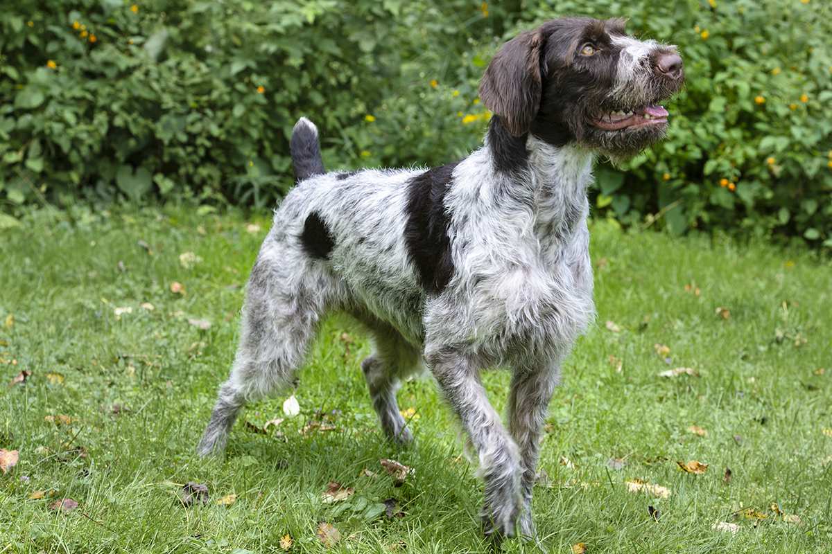 German Wirehaired Pointer adult