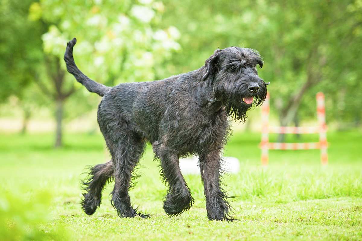 huge giant schnauzer