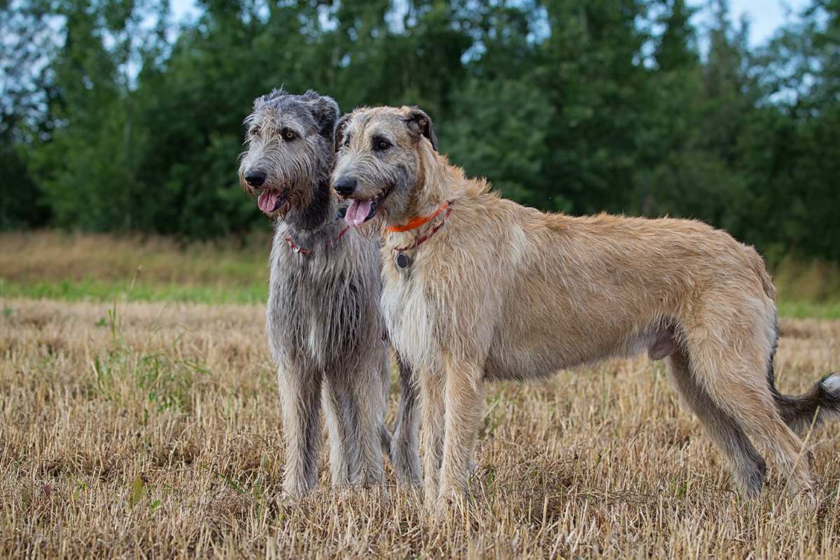 wolfhound hunting