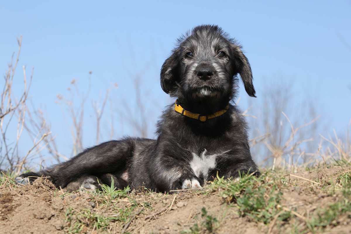 Irish Wolfhound puppy