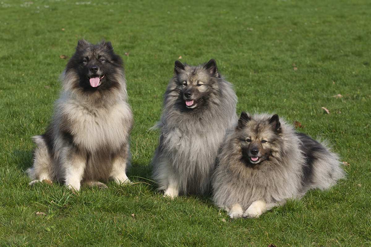 Keeshond adults