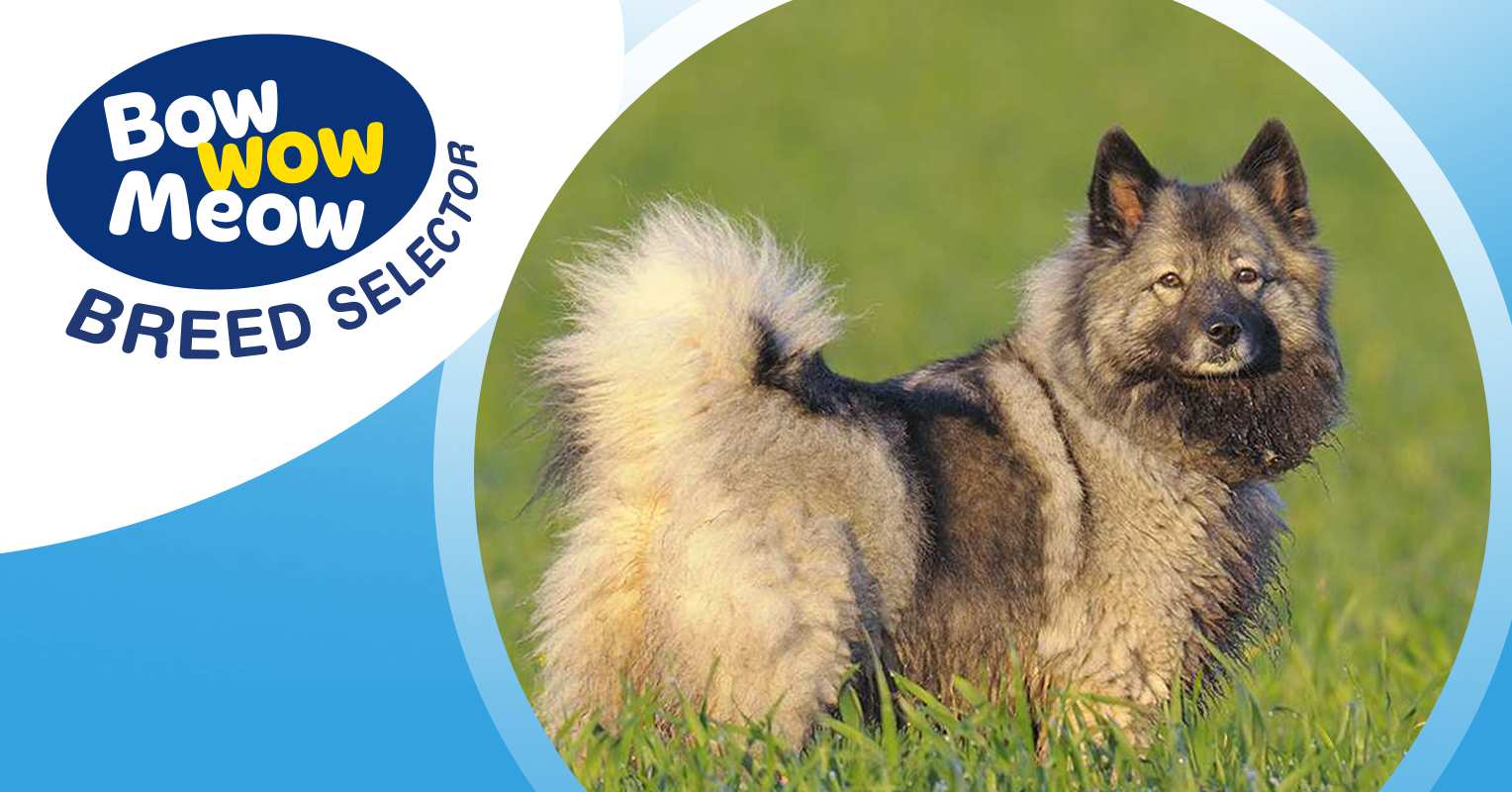 Keeshond 101 cheap