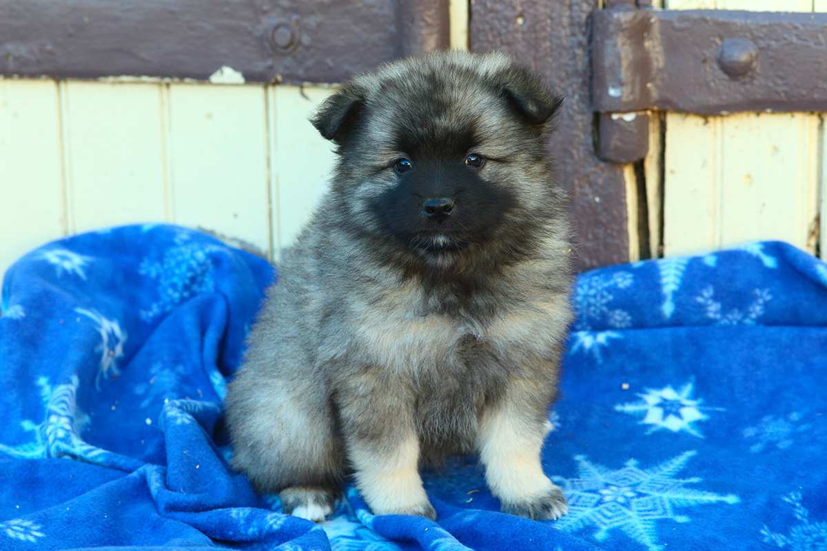 keeshond kids