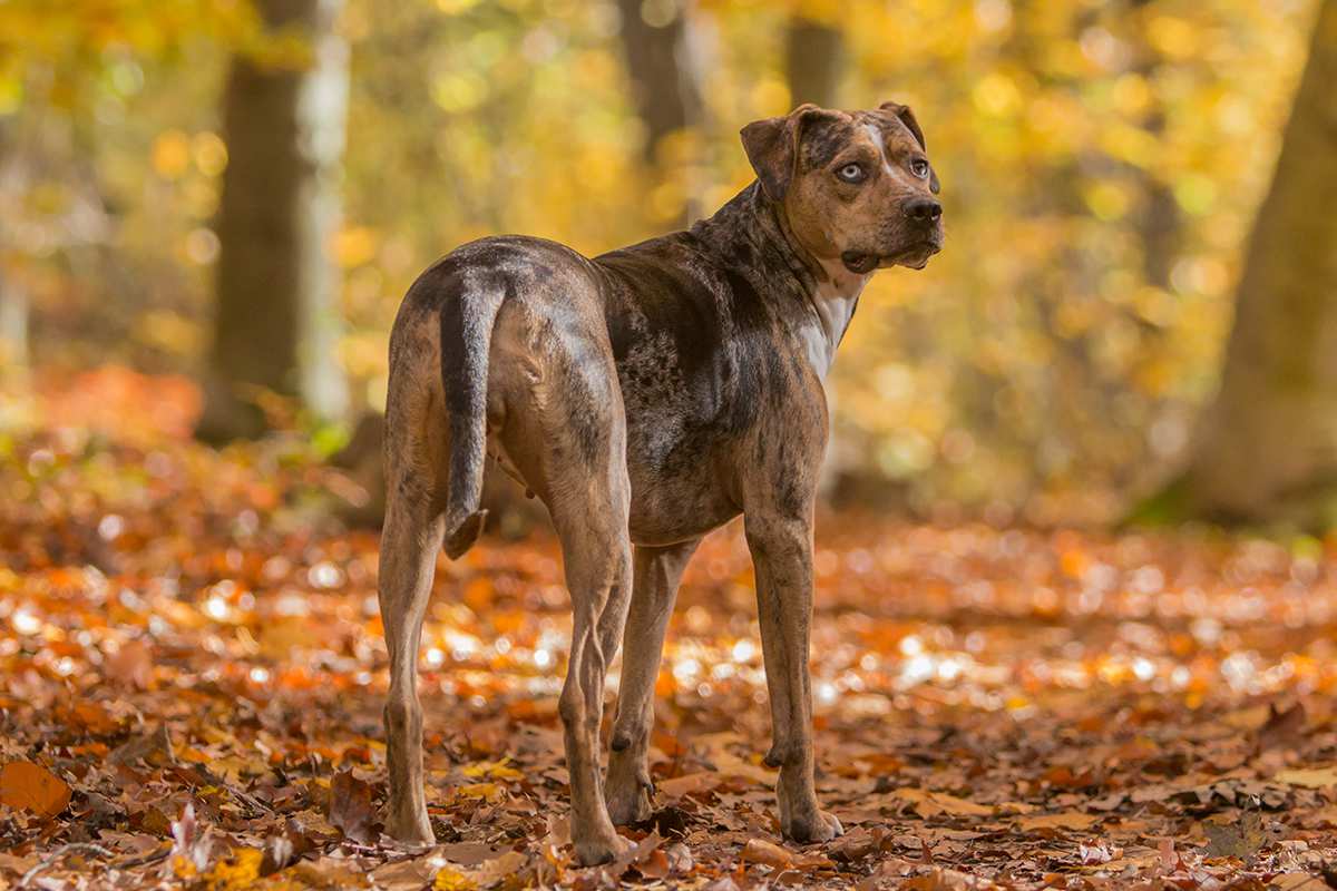 Louisiana Catahoula Leopard Dog adult