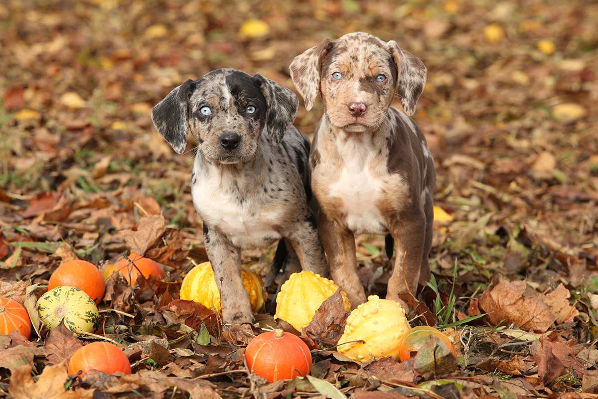 Louisiana Catahoula Leopard Dog puppies