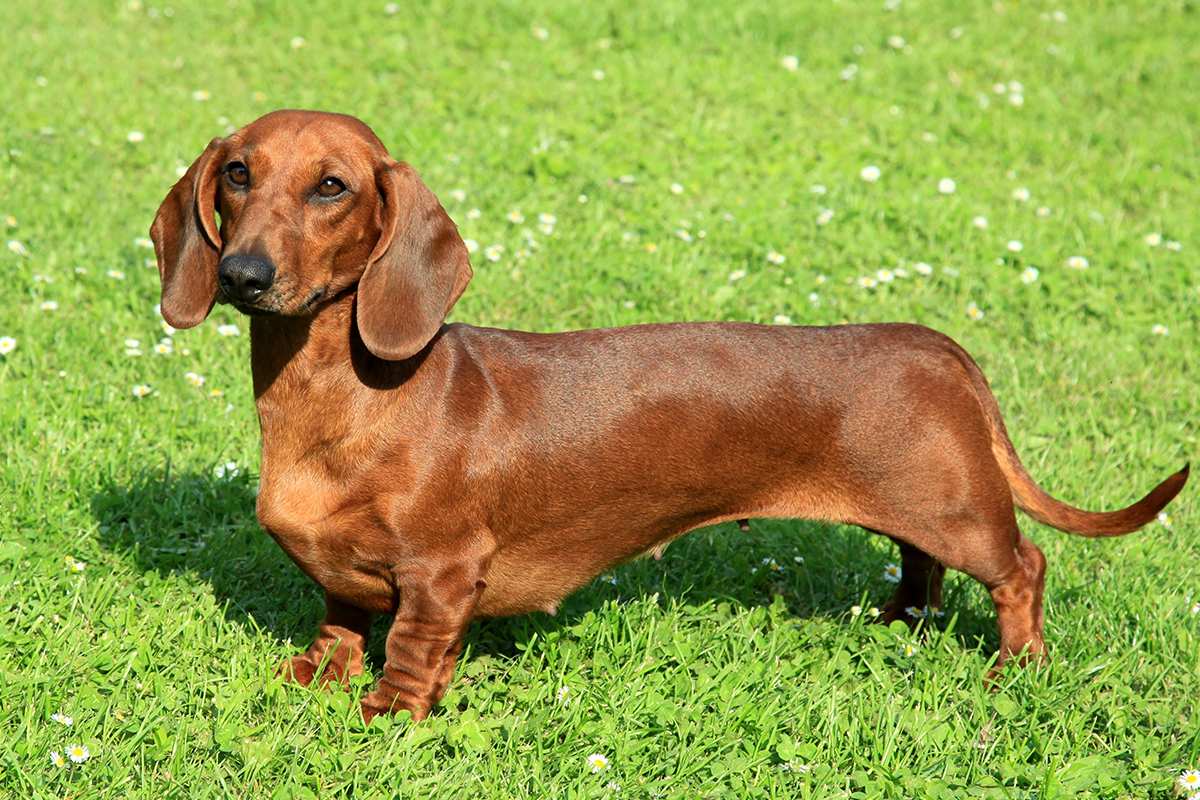 Dachshund (Standard) adult