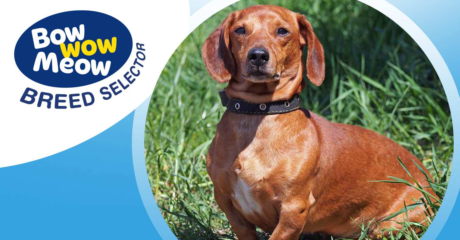 dachshund standard dog
