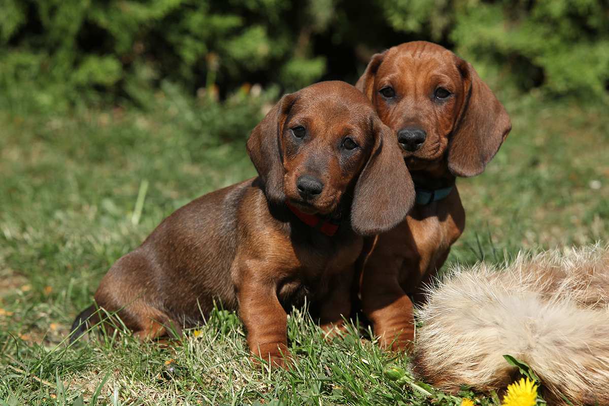 Dachshund (Standard) puppies