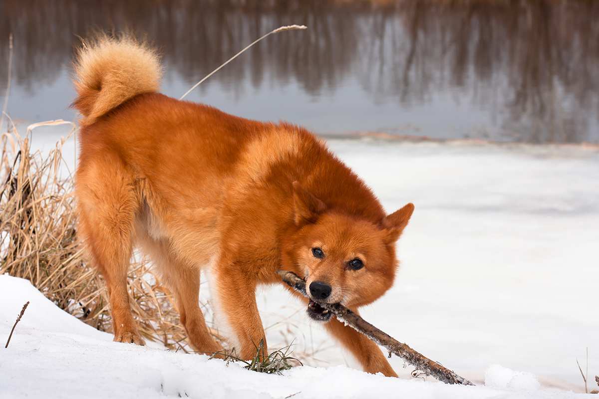 Finnish Spitz adult