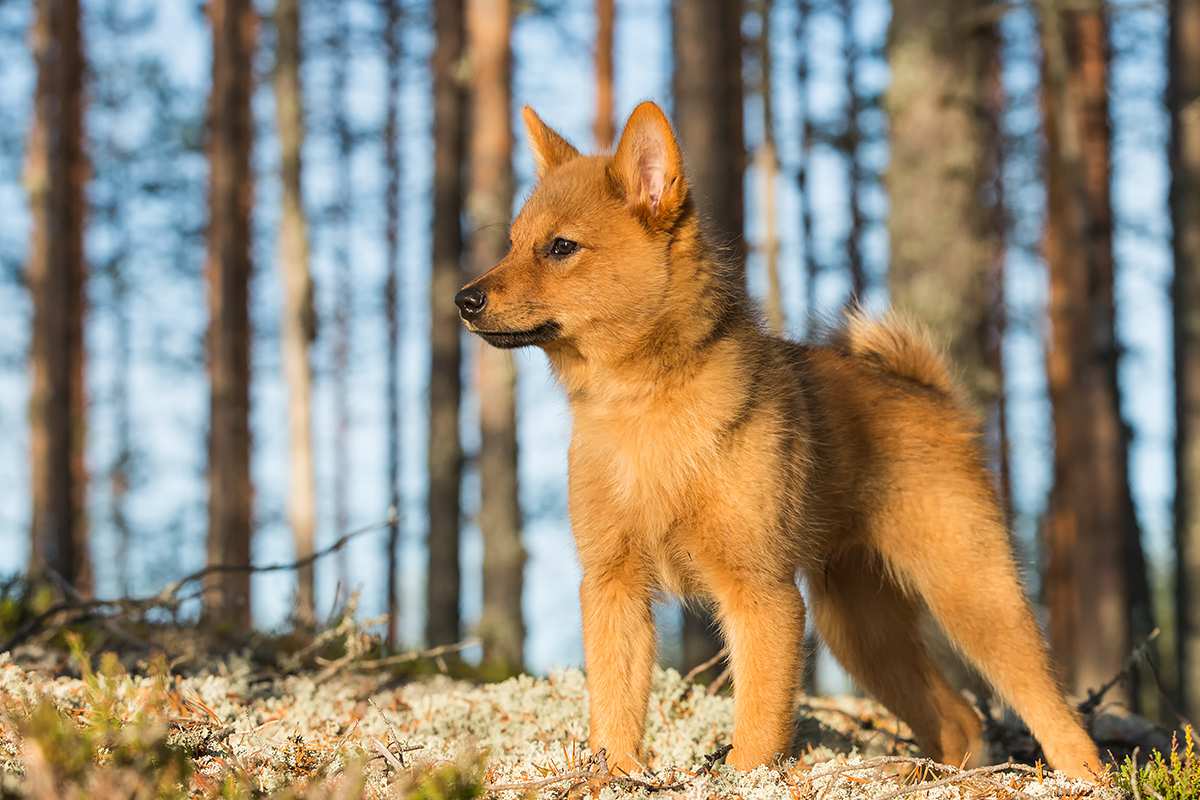 Finnish Spitz puppy