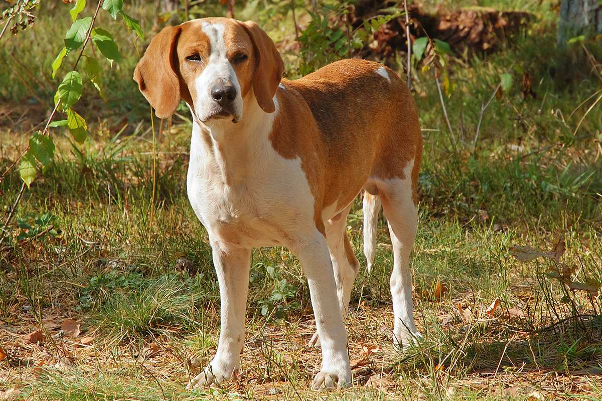 american foxhound beagle