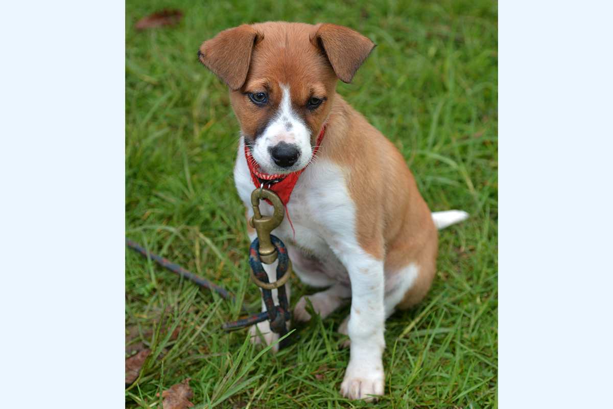 Foxhound (English/ American) puppy