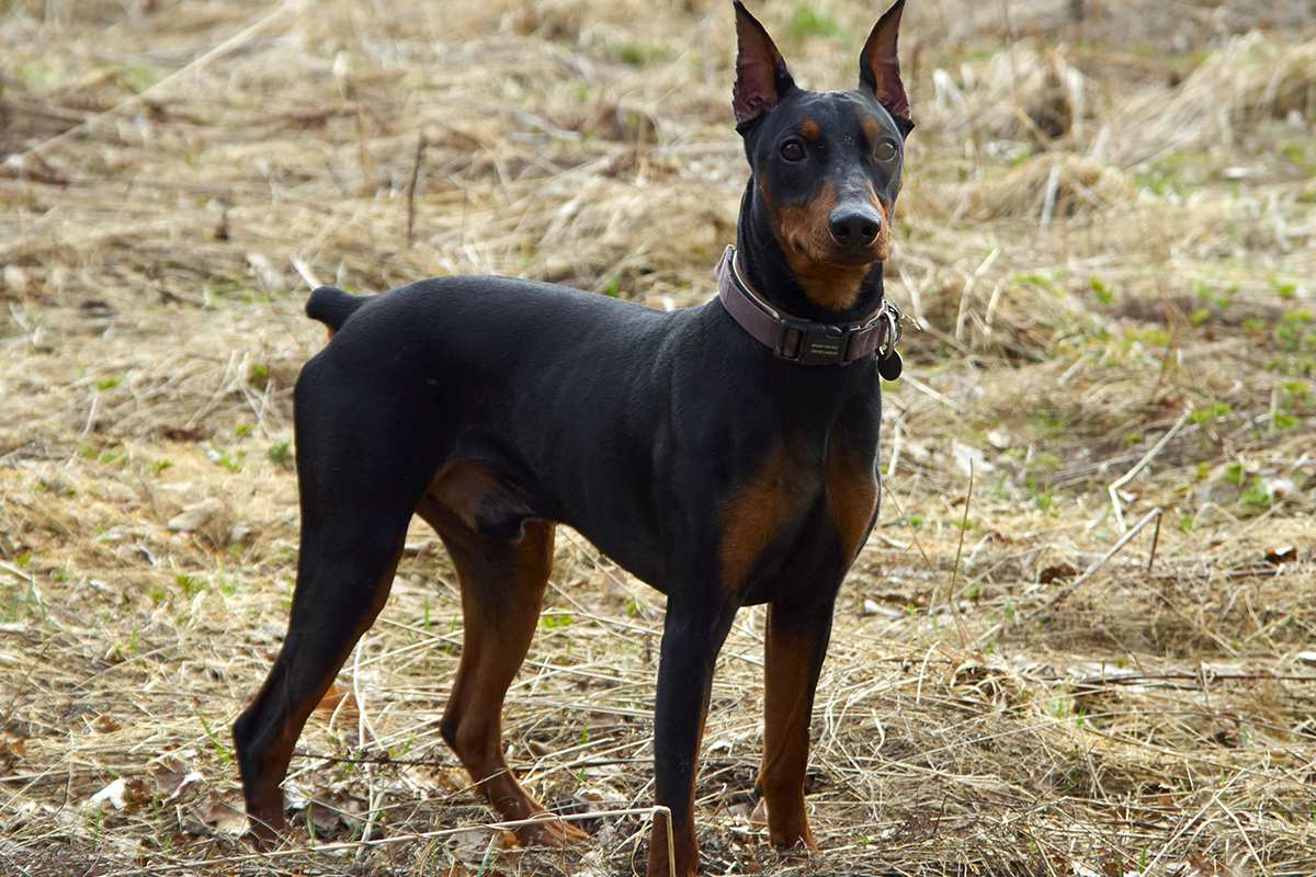 German Pinscher adult