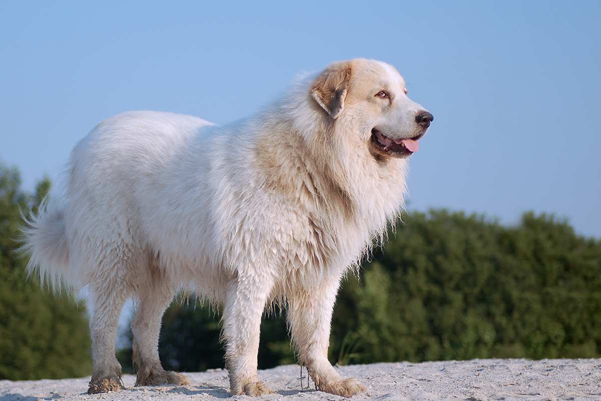 Great Pyrenees adult