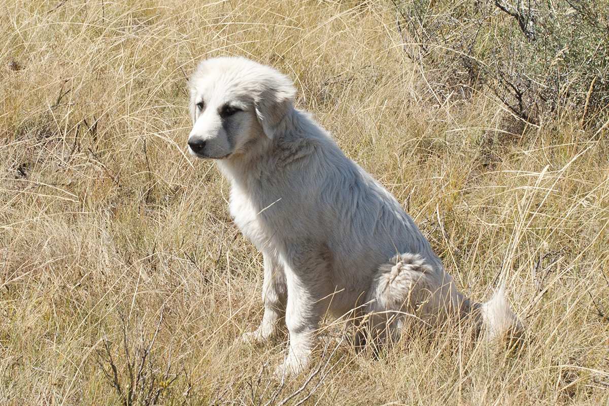 Great Pyrenees puppy