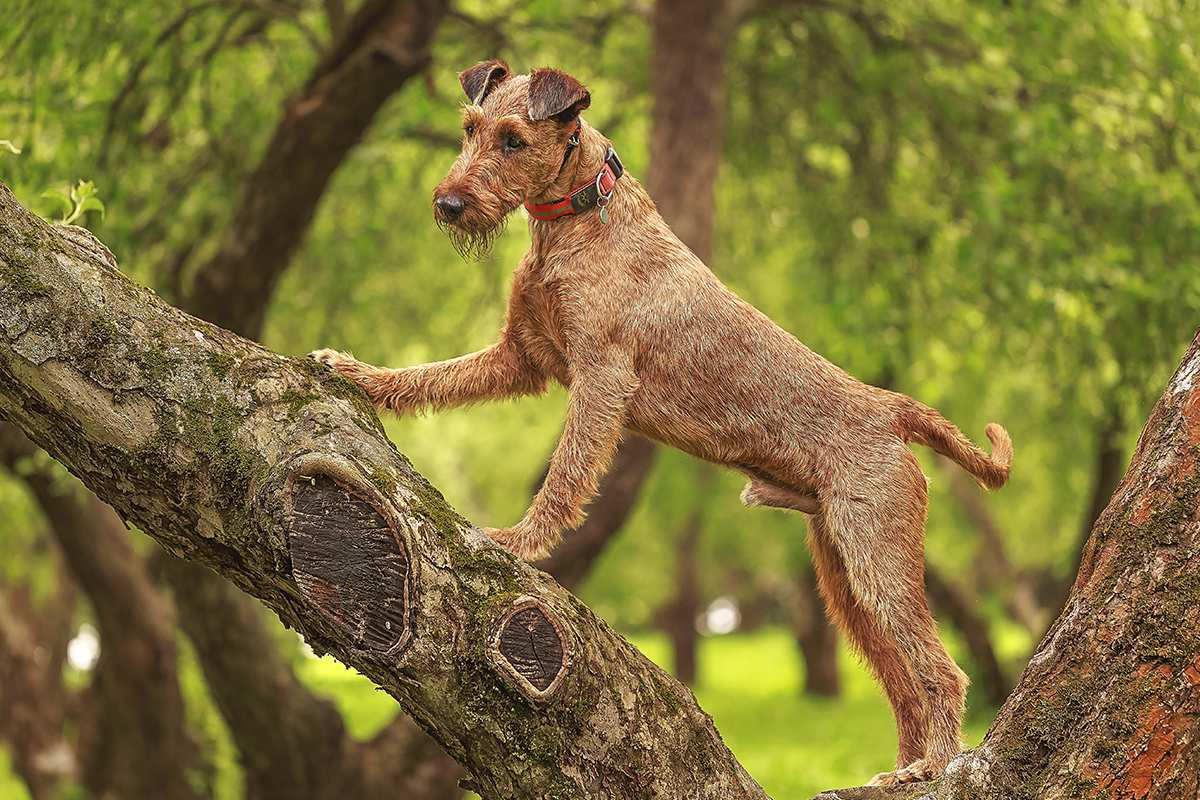 Irish Terrier adult