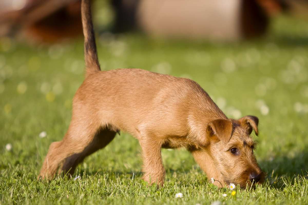 Irish Terrier puppy