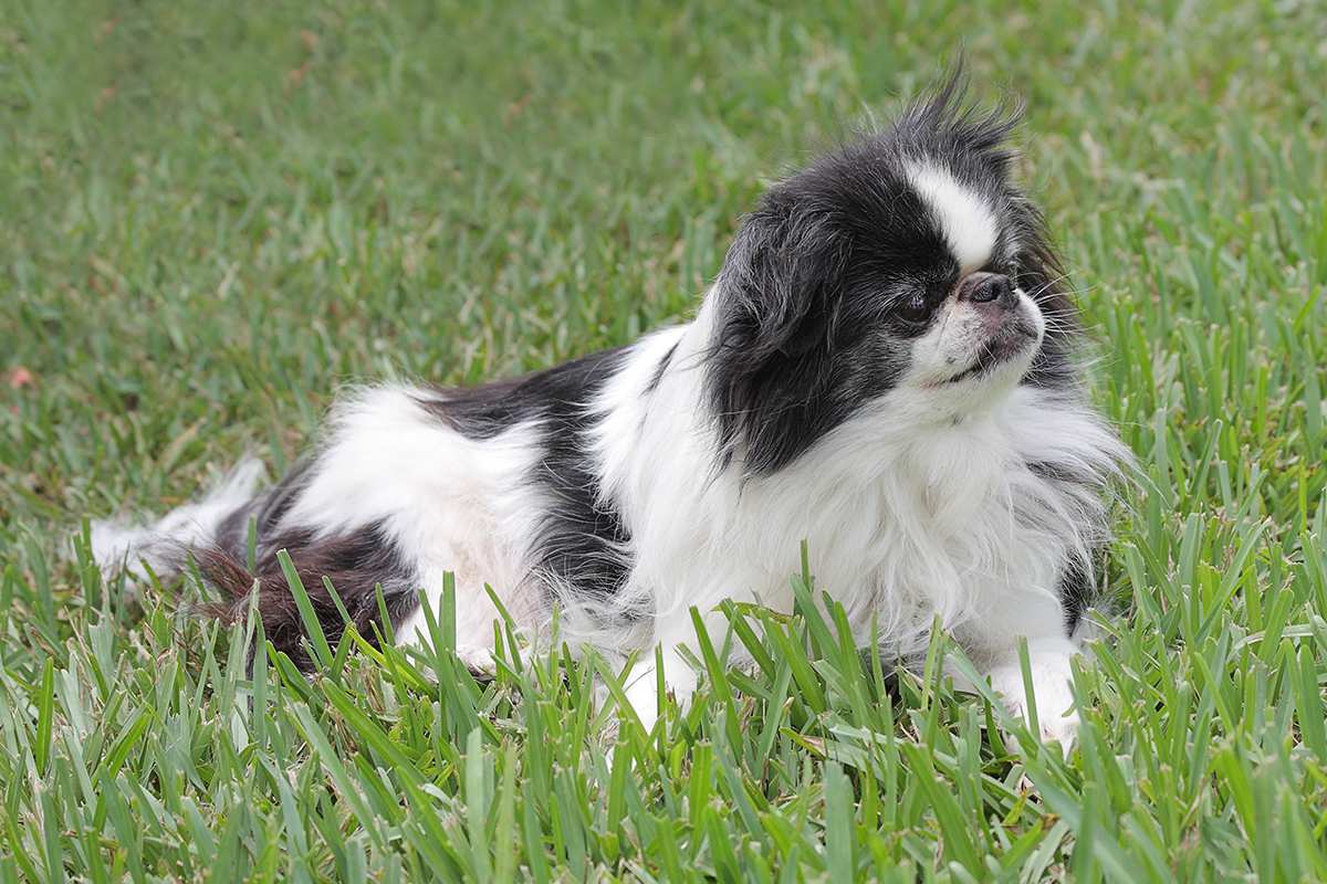 Japanese Chin adult