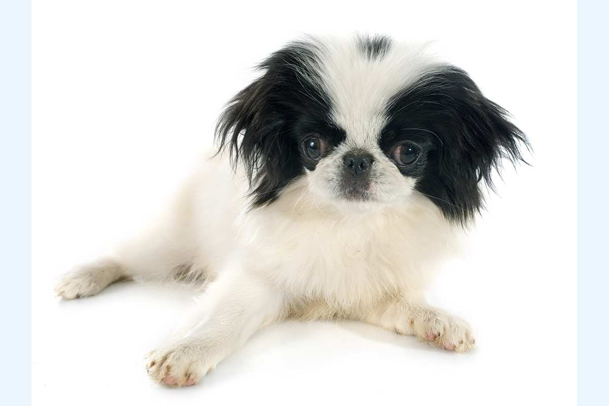 japanese chin dogs 101