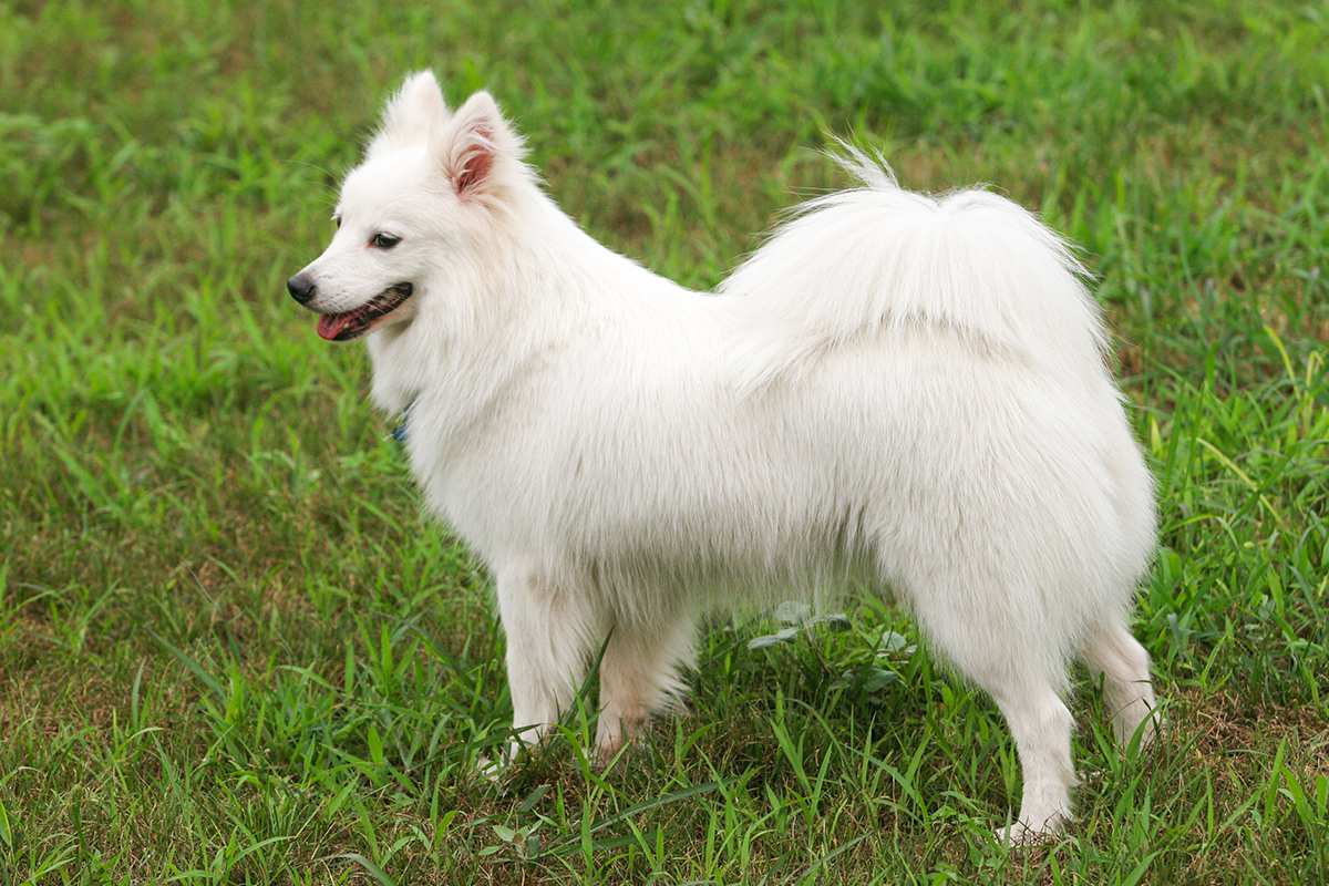 Japanese Spitz adult