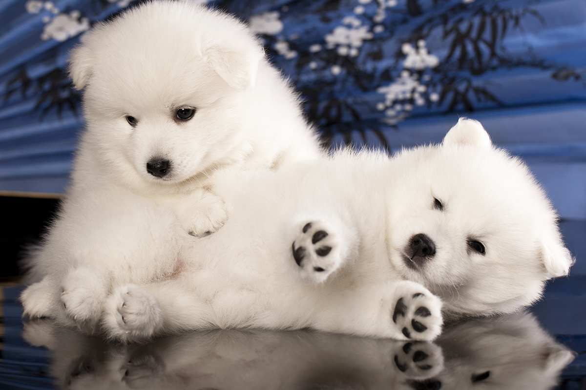 Japanese Spitz puppies