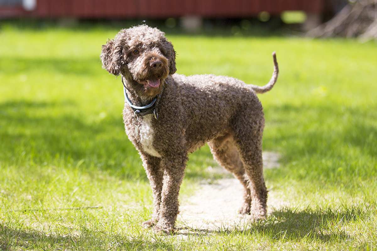 Lagotto romagnolo mixed breed hot sale